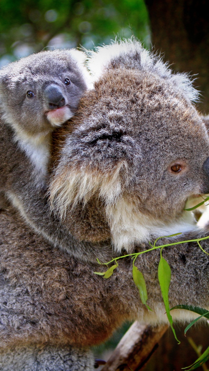 Oso Koala en Árbol Marrón. Wallpaper in 720x1280 Resolution