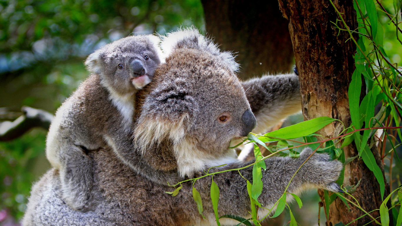 Ours Koala Sur Arbre Brun. Wallpaper in 1366x768 Resolution