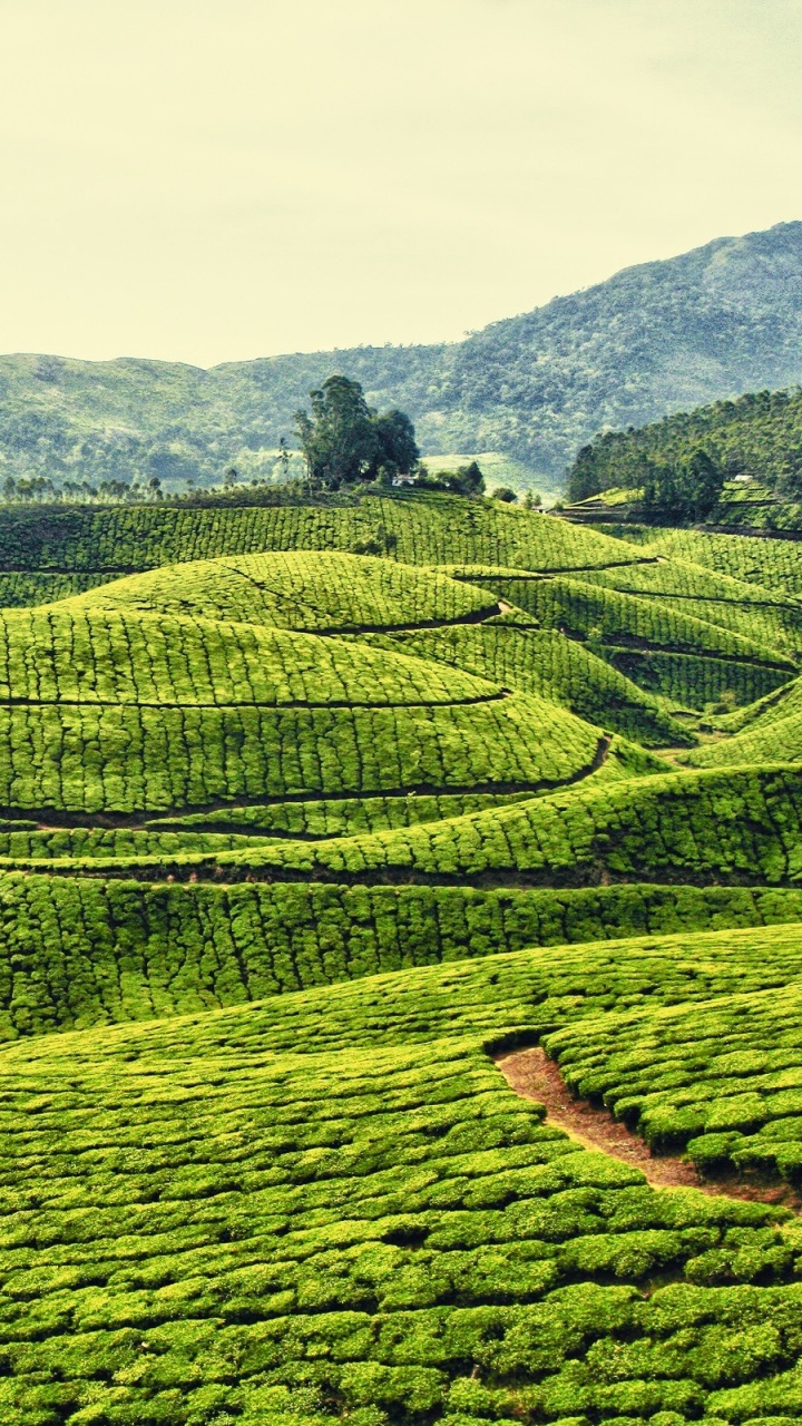 Green Grass Field Near Mountain During Daytime. Wallpaper in 720x1280 Resolution