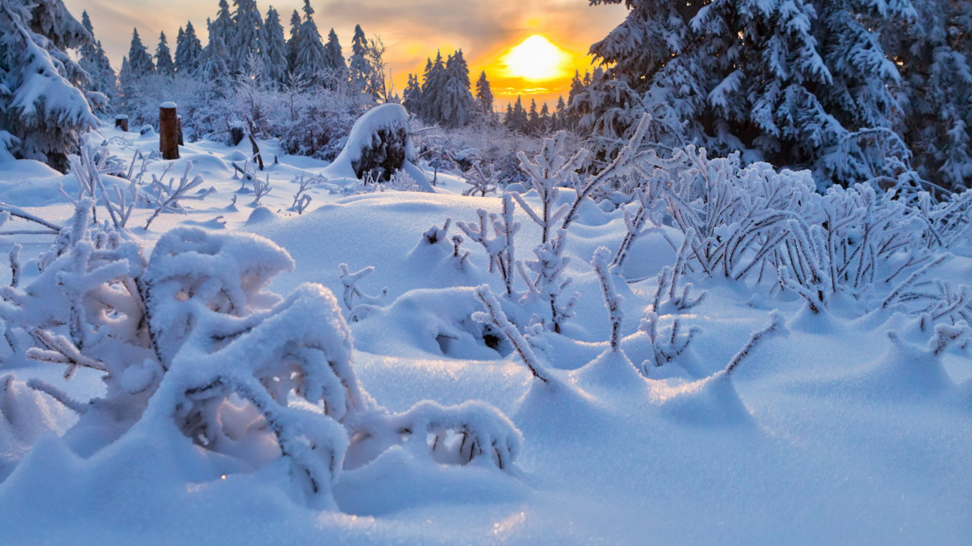 Árboles Cubiertos de Nieve Durante la Puesta de Sol. Wallpaper in 1366x768 Resolution