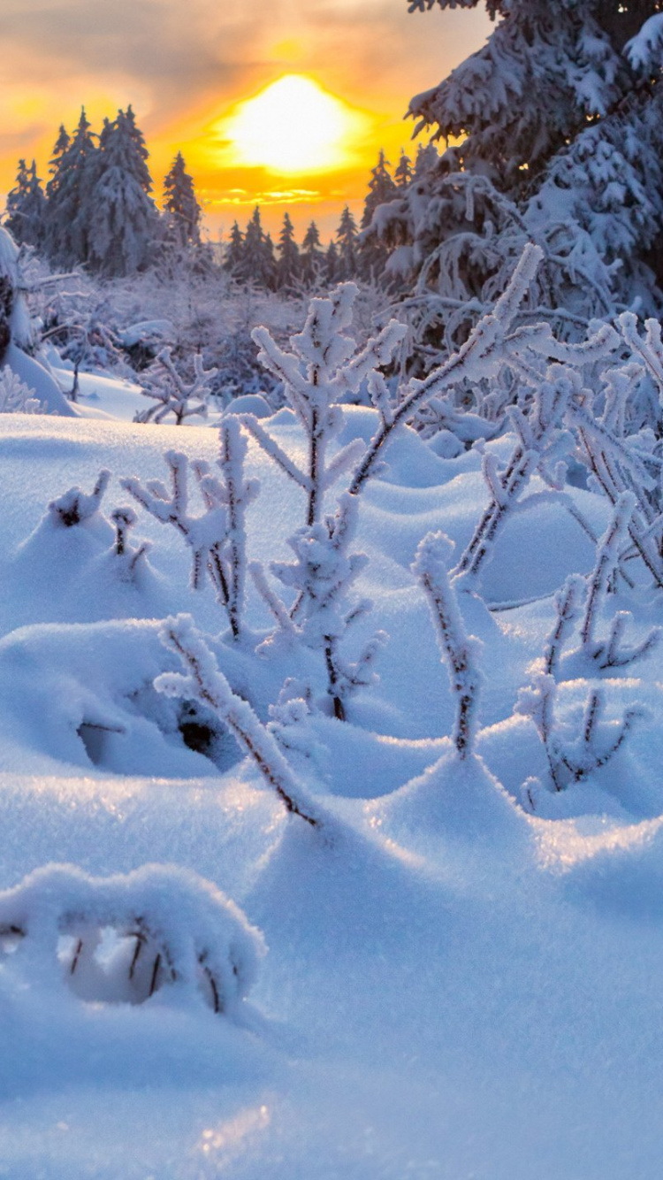 Árboles Cubiertos de Nieve Durante la Puesta de Sol. Wallpaper in 750x1334 Resolution