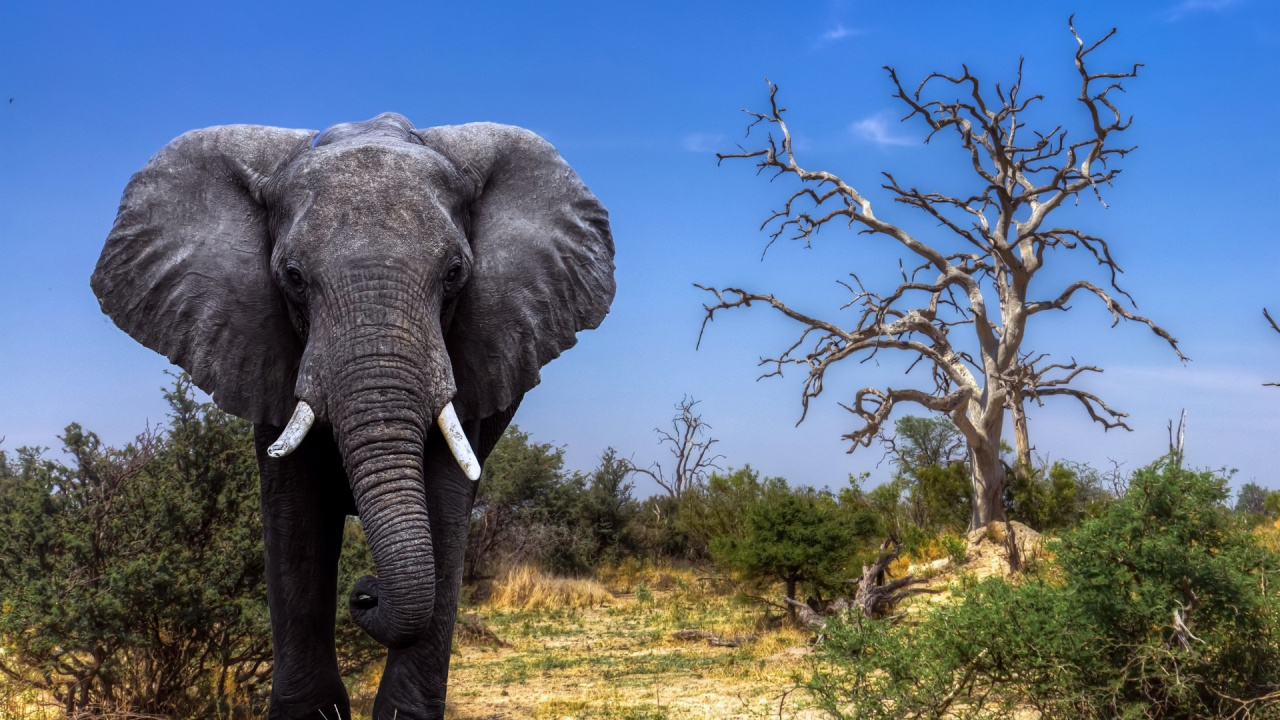 Éléphant Gris Sur Terrain D'herbe Verte Pendant la Journée. Wallpaper in 1280x720 Resolution