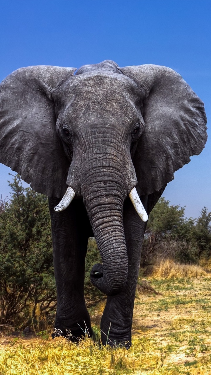 Éléphant Gris Sur Terrain D'herbe Verte Pendant la Journée. Wallpaper in 720x1280 Resolution