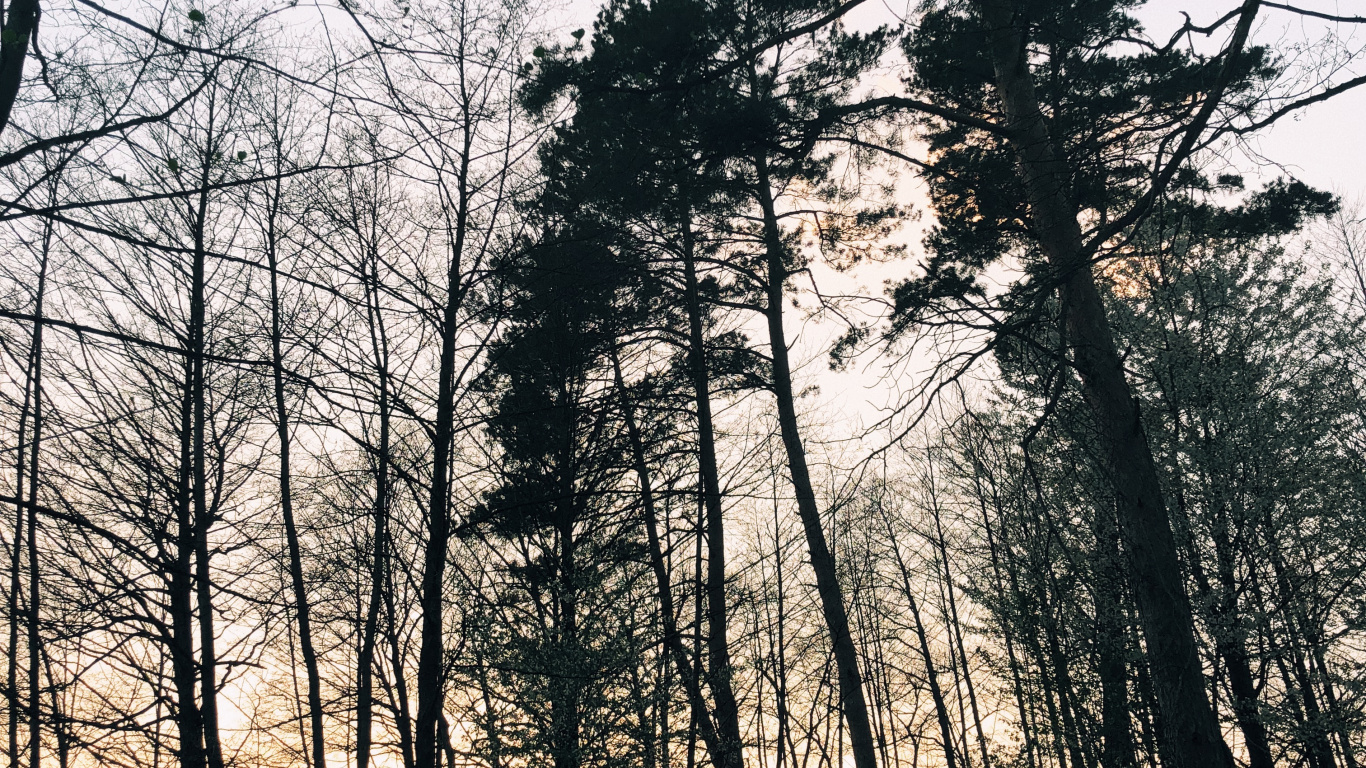 Nature, Branch, Natural Environment, Natural Landscape, Twig. Wallpaper in 1366x768 Resolution