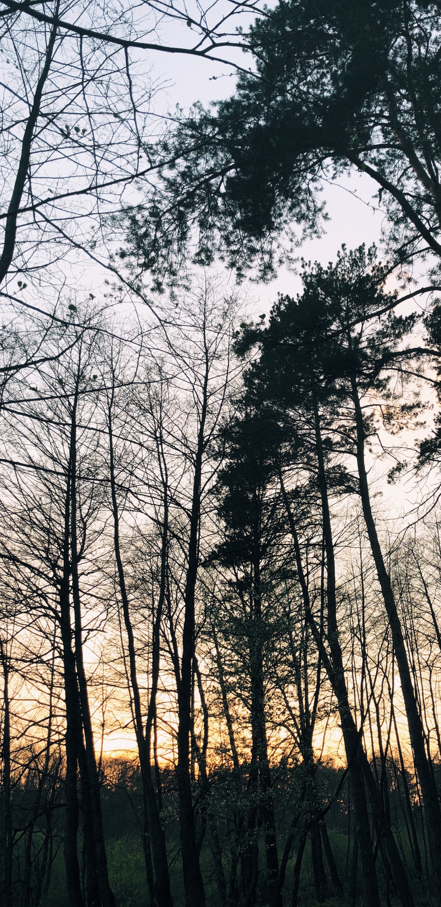 Nature, Branch, Natural Environment, Natural Landscape, Twig. Wallpaper in 1440x2960 Resolution