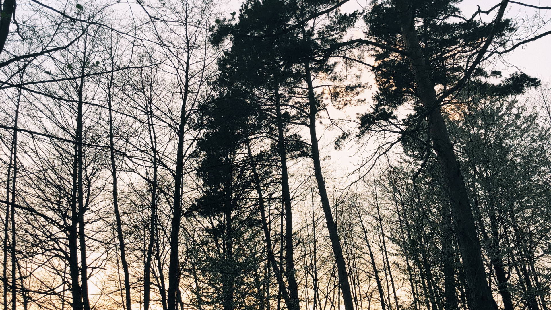 Nature, Branch, Natural Environment, Natural Landscape, Twig. Wallpaper in 1920x1080 Resolution