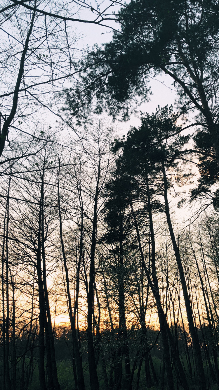 Nature, Branch, Natural Environment, Natural Landscape, Twig. Wallpaper in 750x1334 Resolution