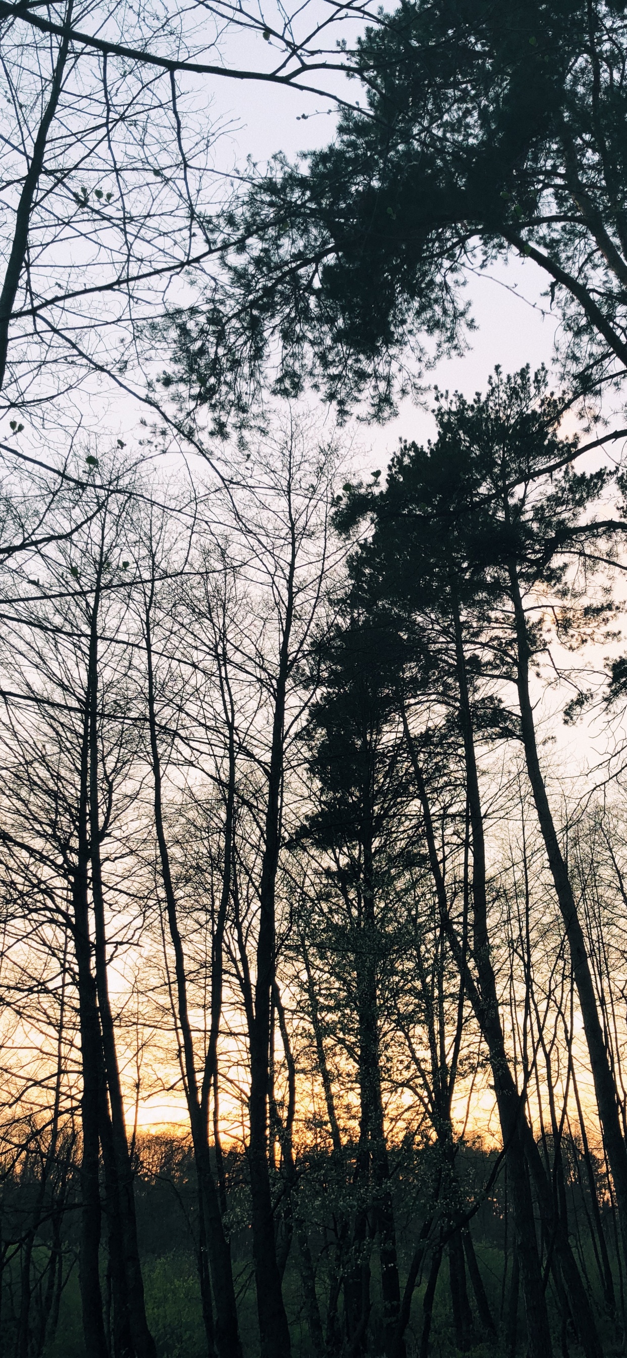 Nature, Environnement Naturel, Paysage Naturel, Rameau, Forêt. Wallpaper in 1242x2688 Resolution