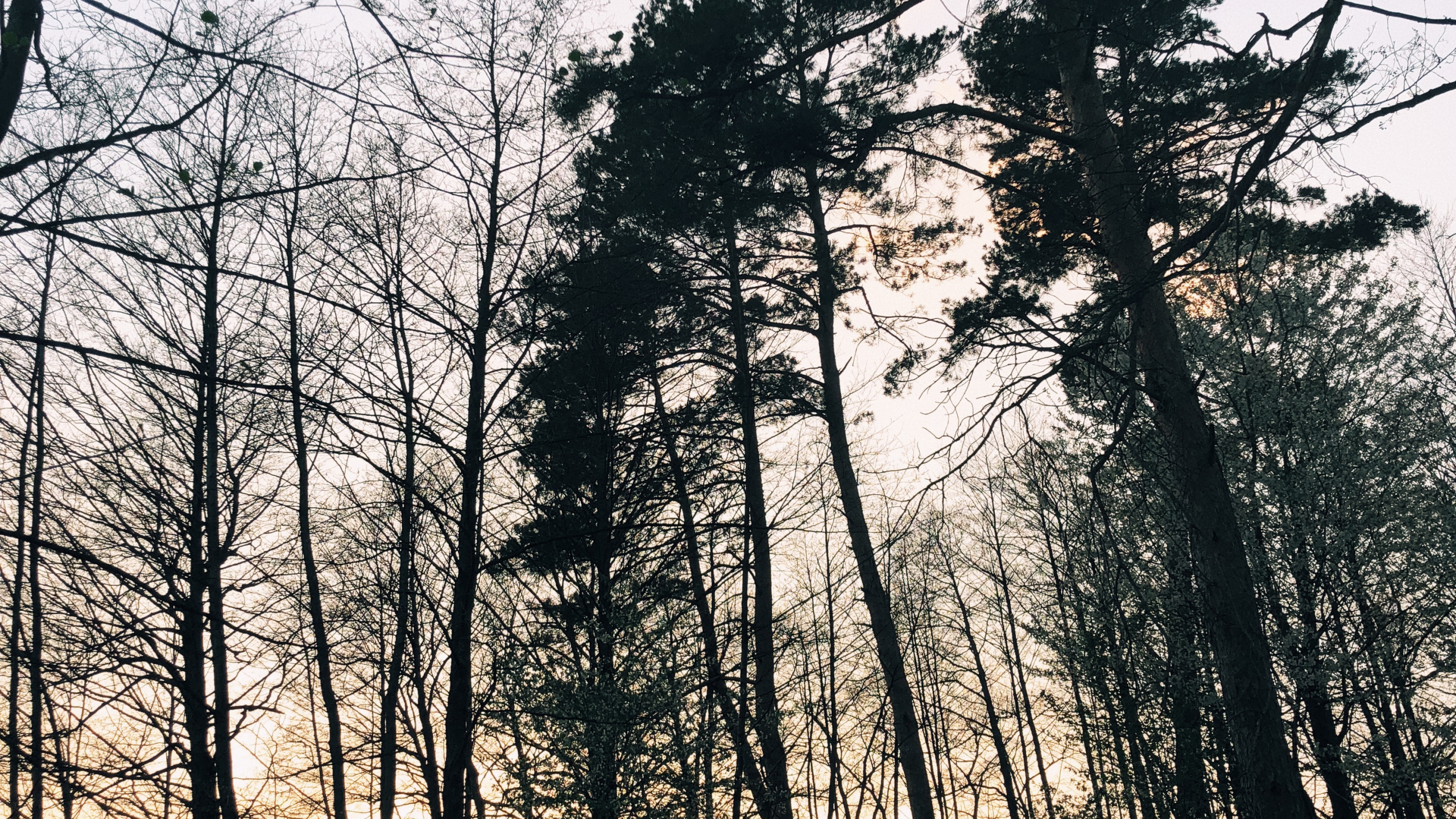 Nature, Environnement Naturel, Paysage Naturel, Rameau, Forêt. Wallpaper in 2560x1440 Resolution