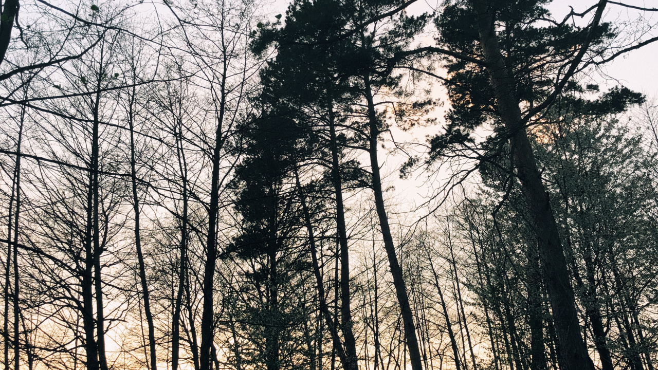 性质, 自然环境, 自然景观, 树枝, 森林 壁纸 1280x720 允许