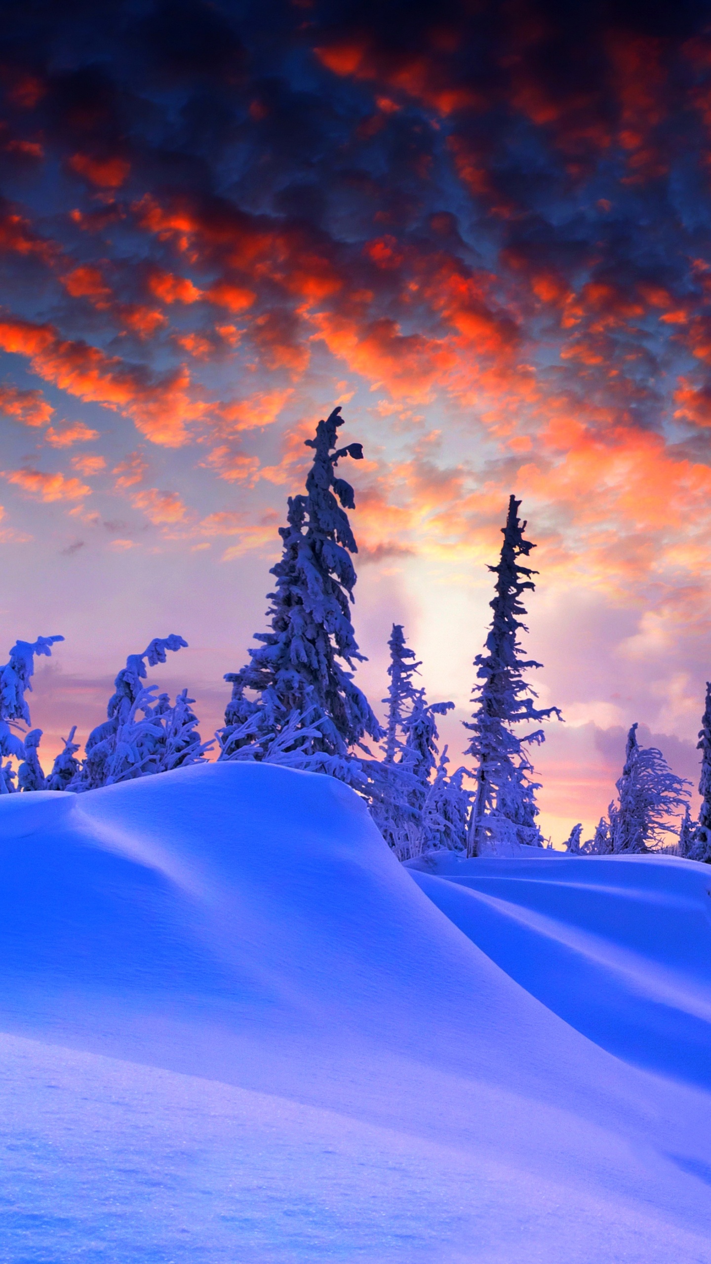 Schneebedeckte Kiefern in Der Wüste Unter Bewölktem Himmel Tagsüber. Wallpaper in 1440x2560 Resolution