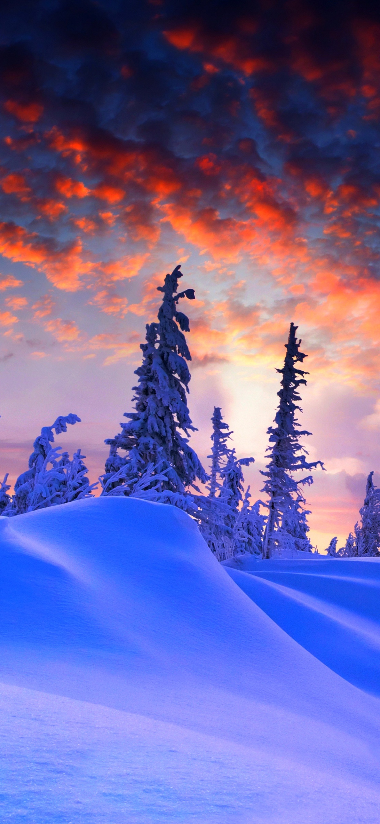 Snow Covered Pine Trees on Desert Under Cloudy Sky During Daytime. Wallpaper in 1242x2688 Resolution