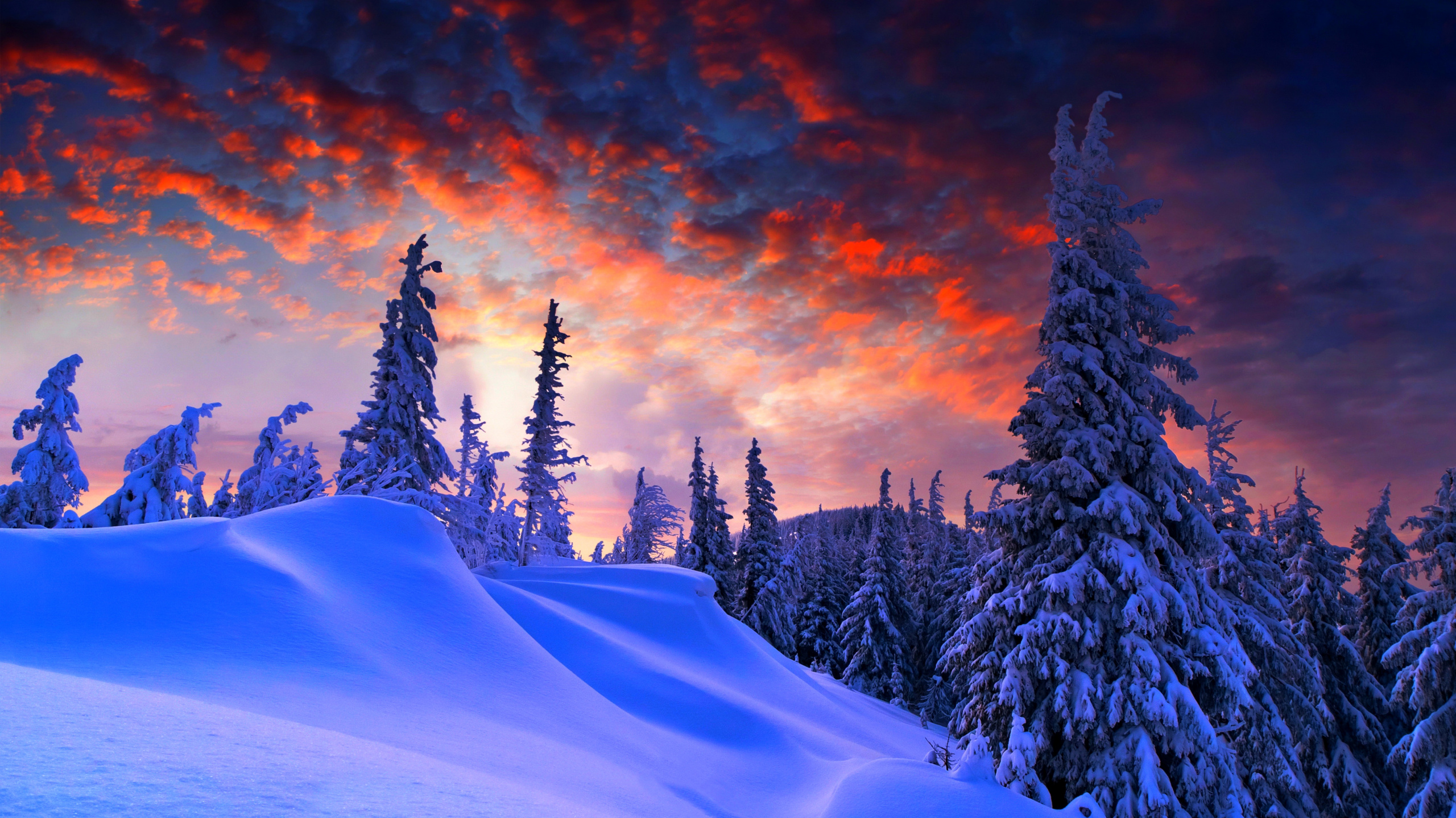 Snow Covered Pine Trees on Desert Under Cloudy Sky During Daytime. Wallpaper in 2560x1440 Resolution