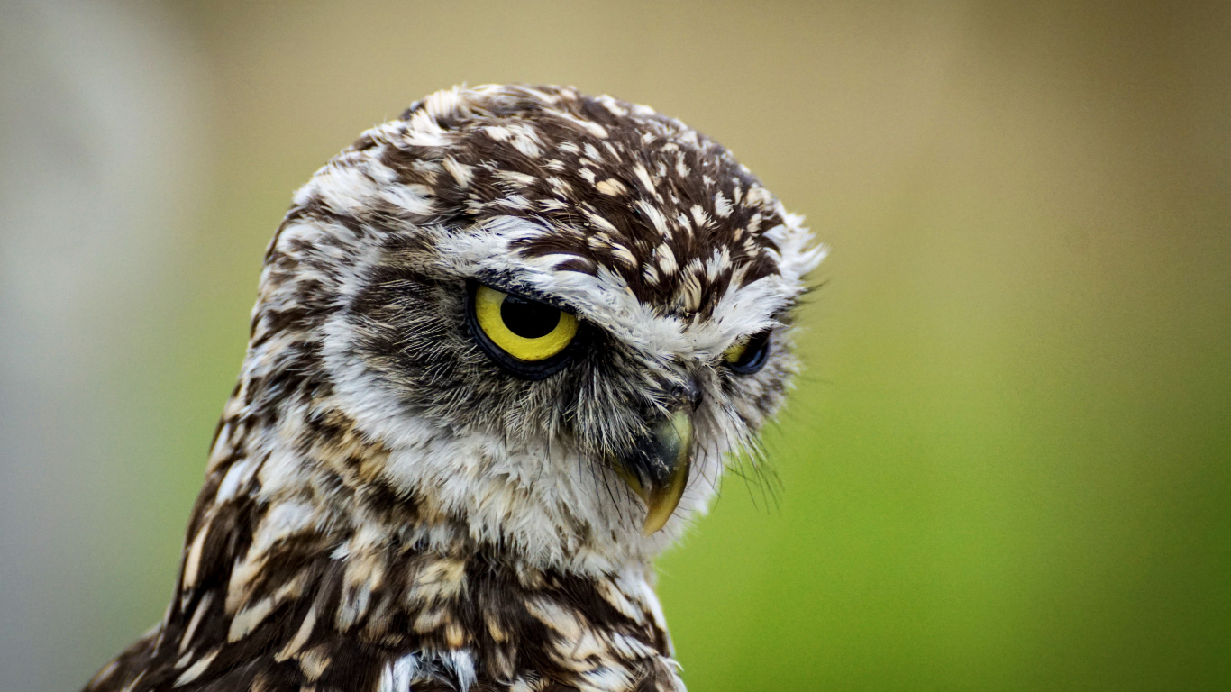 Brown and White Owl in Close up Photography During Daytime. Wallpaper in 1366x768 Resolution