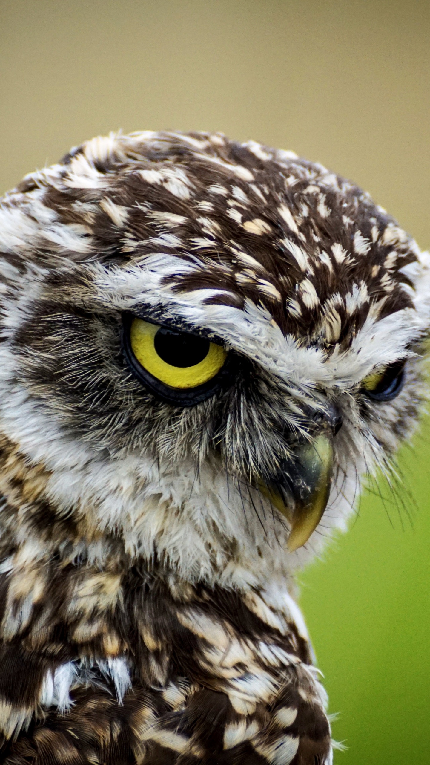 Brown and White Owl in Close up Photography During Daytime. Wallpaper in 1440x2560 Resolution