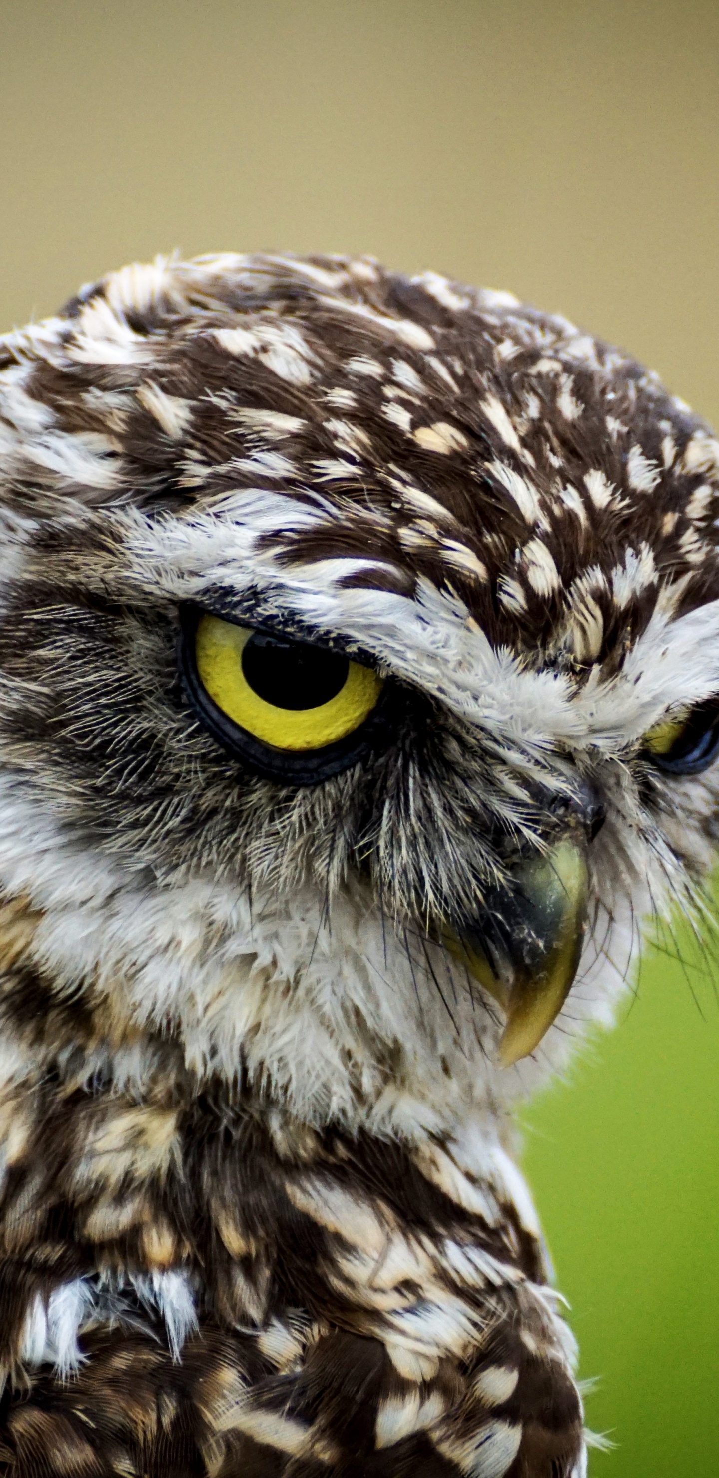 Brown and White Owl in Close up Photography During Daytime. Wallpaper in 1440x2960 Resolution