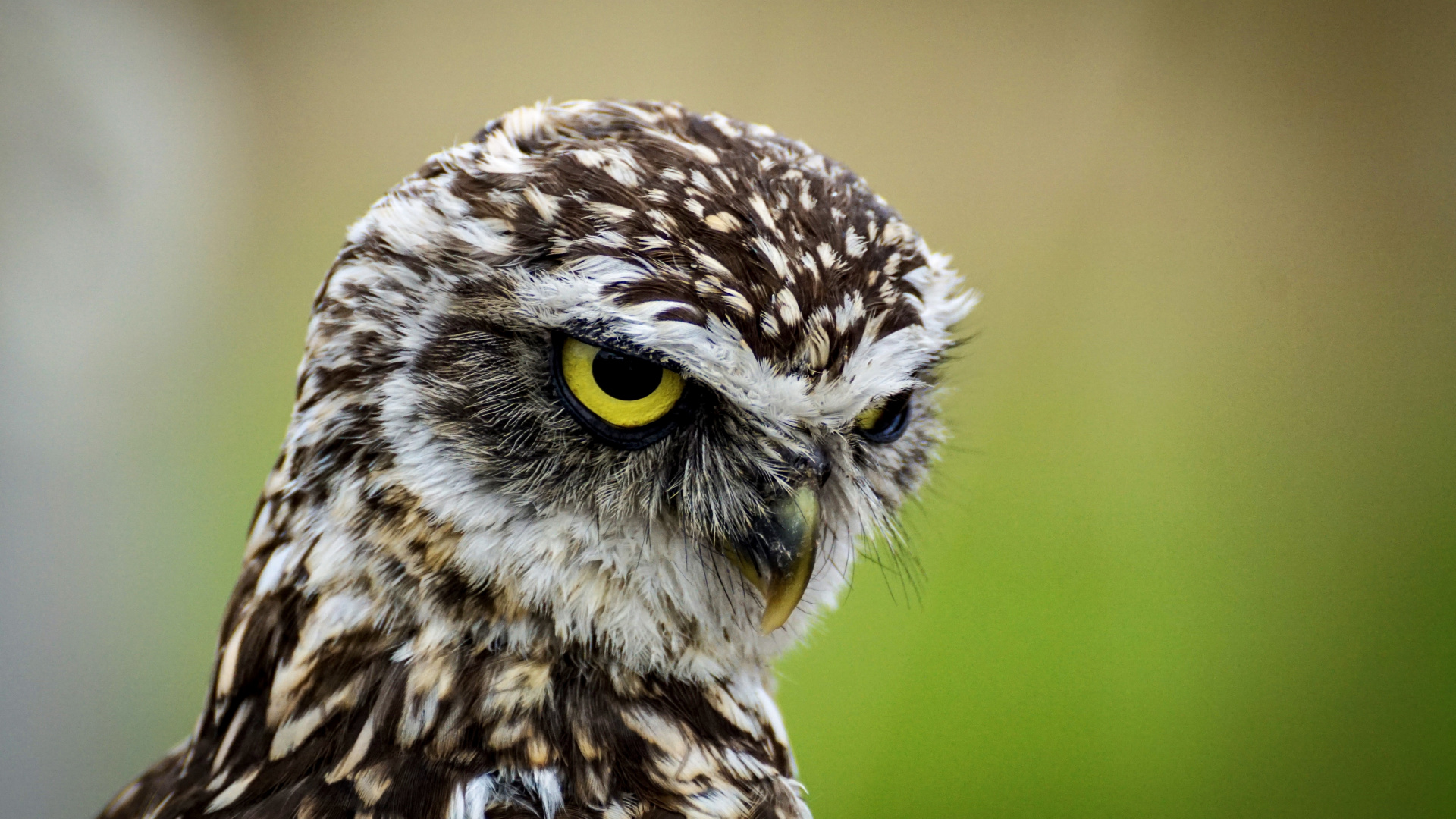 Brown and White Owl in Close up Photography During Daytime. Wallpaper in 1920x1080 Resolution