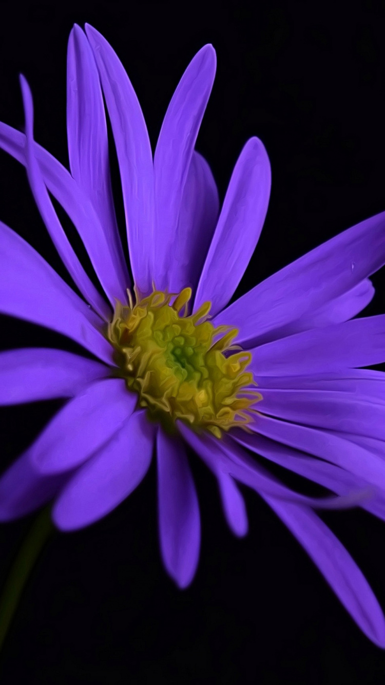 Lila Blume Mit Schwarzem Hintergrund. Wallpaper in 750x1334 Resolution