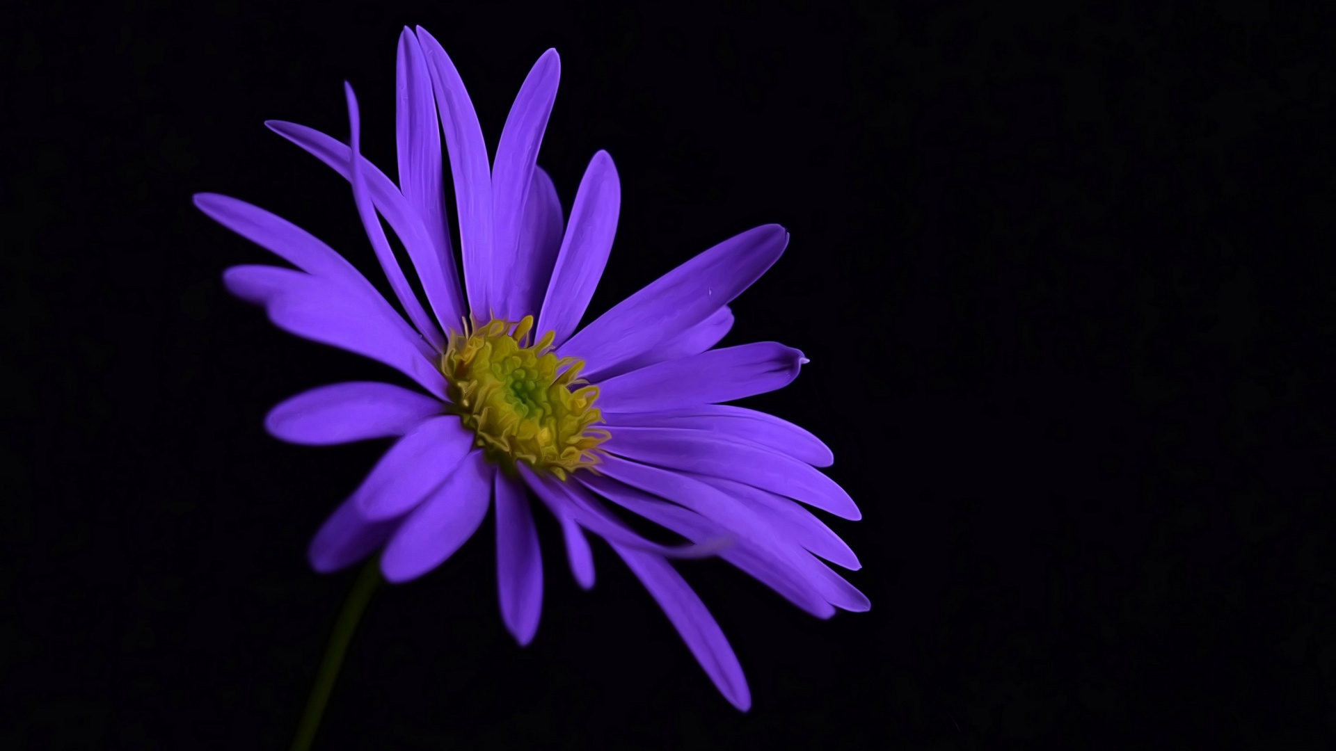 Purple Flower With Black Background. Wallpaper in 1920x1080 Resolution