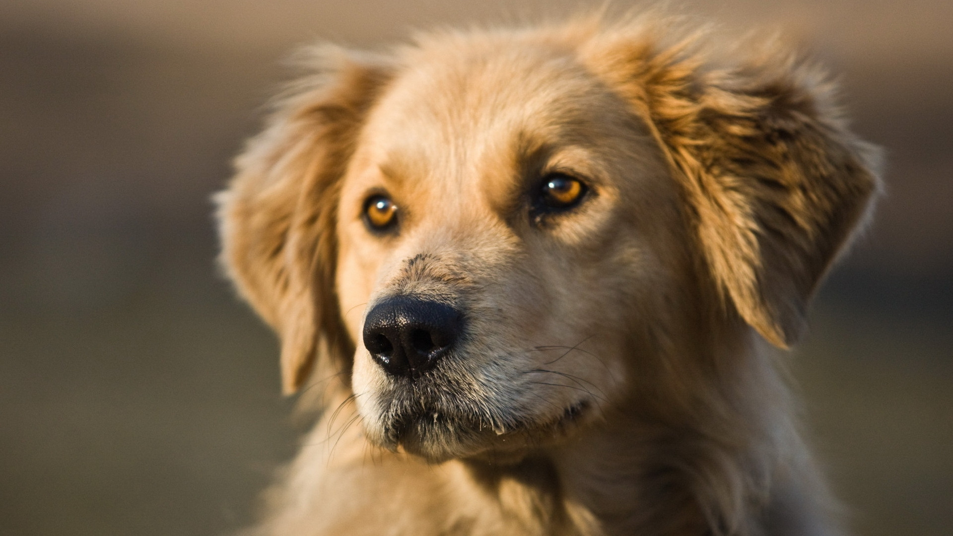 Chiot Golden Retriever en Photographie Rapprochée. Wallpaper in 1920x1080 Resolution