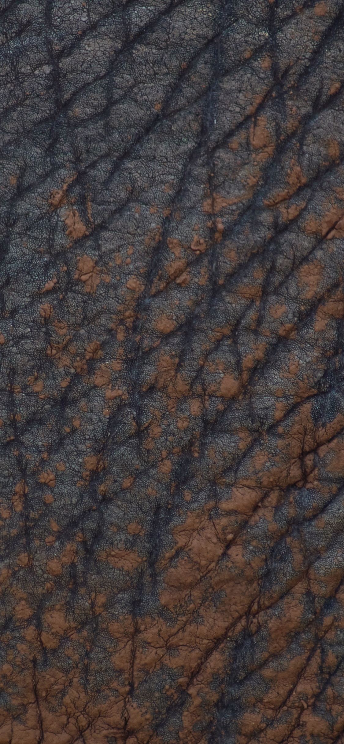 Brown, Holz, Baum, Muster, Holz-Fleck. Wallpaper in 1125x2436 Resolution