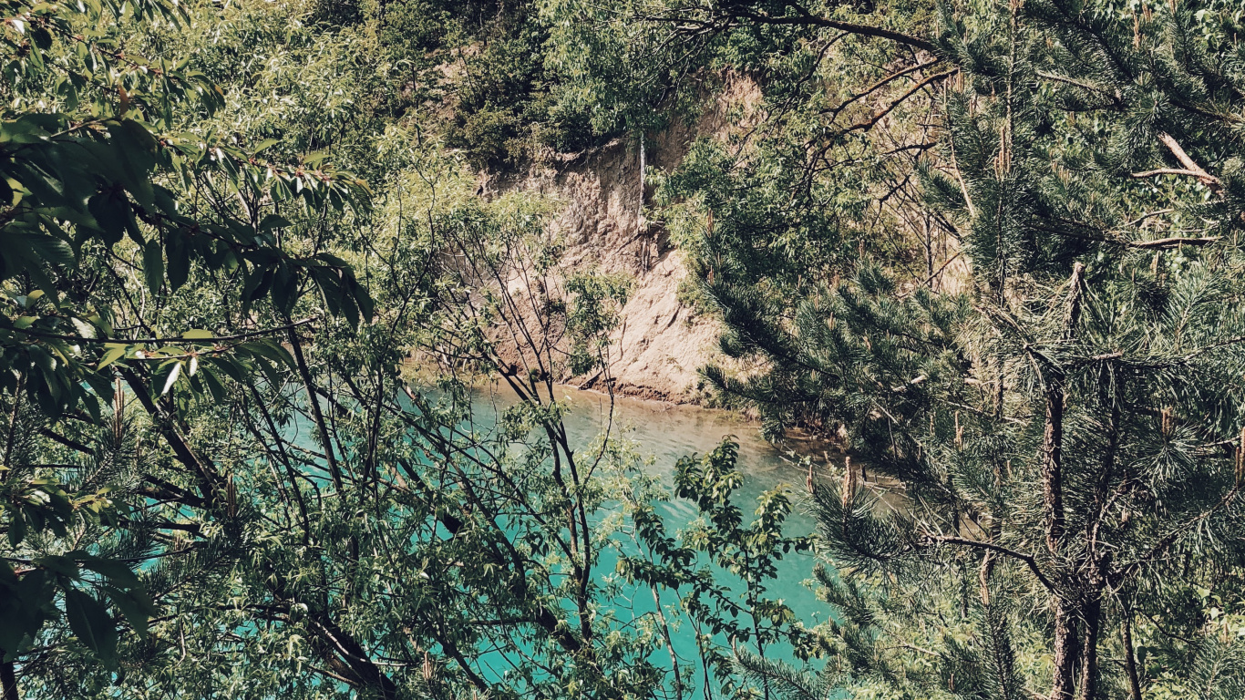 Vegetation, Natur, Branch, Pflanzen-Gemeinschaft, Baum. Wallpaper in 1366x768 Resolution