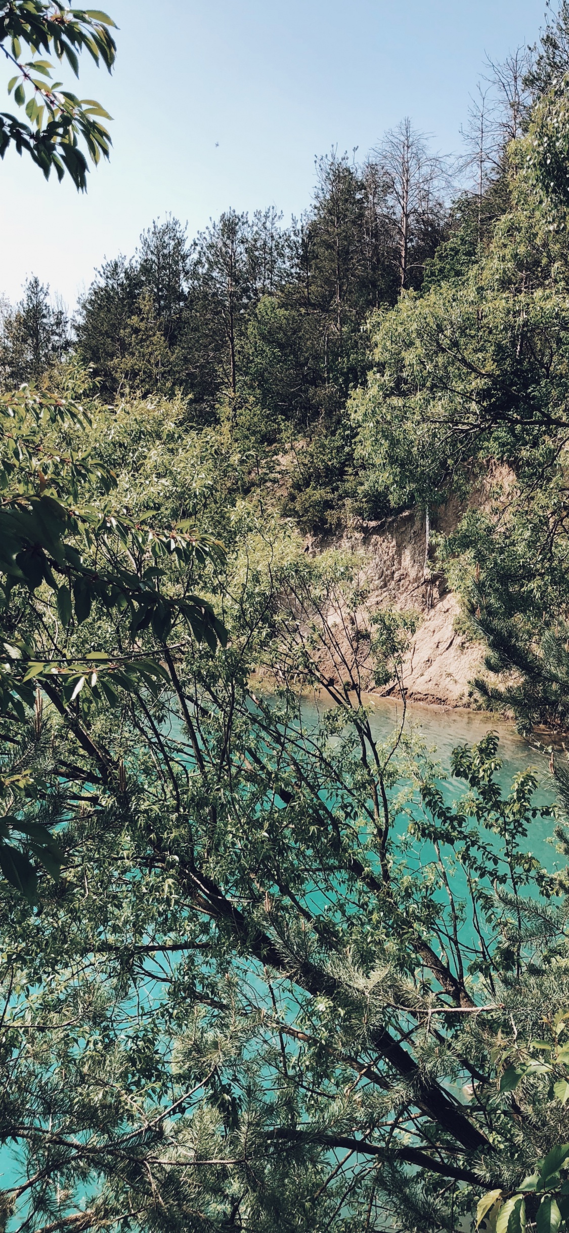 Vegetation, Nature, Branch, Plant Community, Tree. Wallpaper in 1125x2436 Resolution