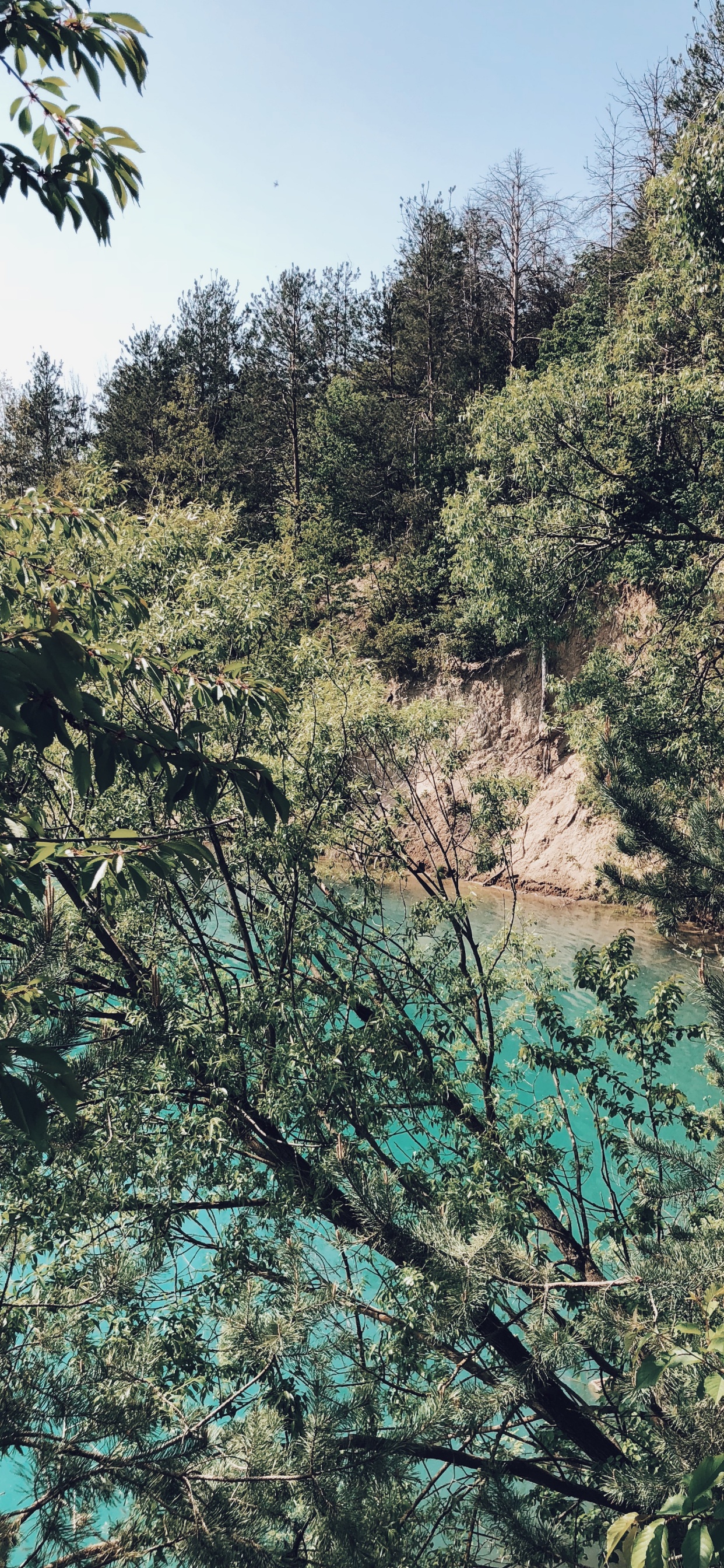 Vegetation, Nature, Branch, Plant Community, Tree. Wallpaper in 1242x2688 Resolution