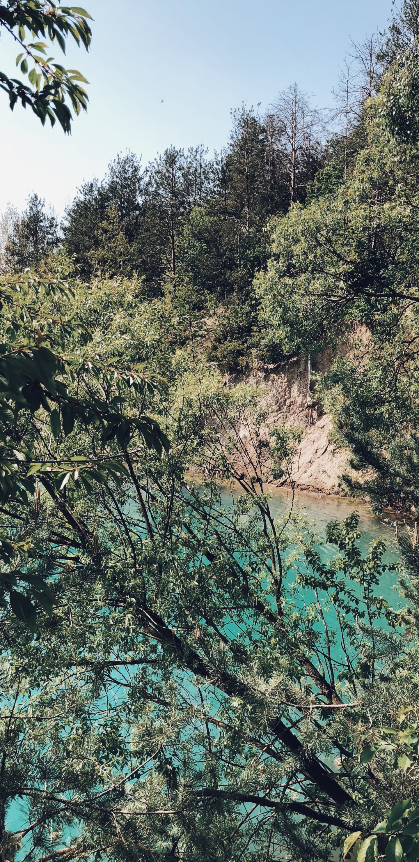 Vegetation, Nature, Branch, Plant Community, Tree. Wallpaper in 1440x2960 Resolution