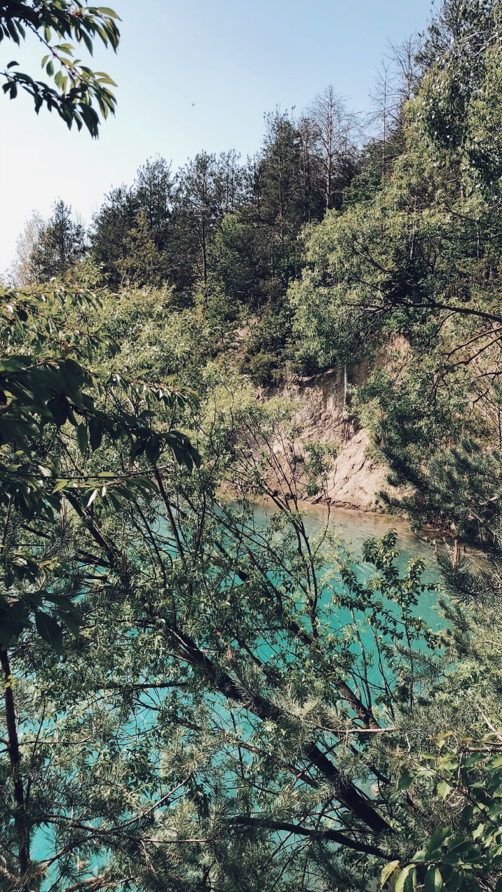 Vegetation, Nature, Branch, Plant Community, Tree. Wallpaper in 720x1280 Resolution