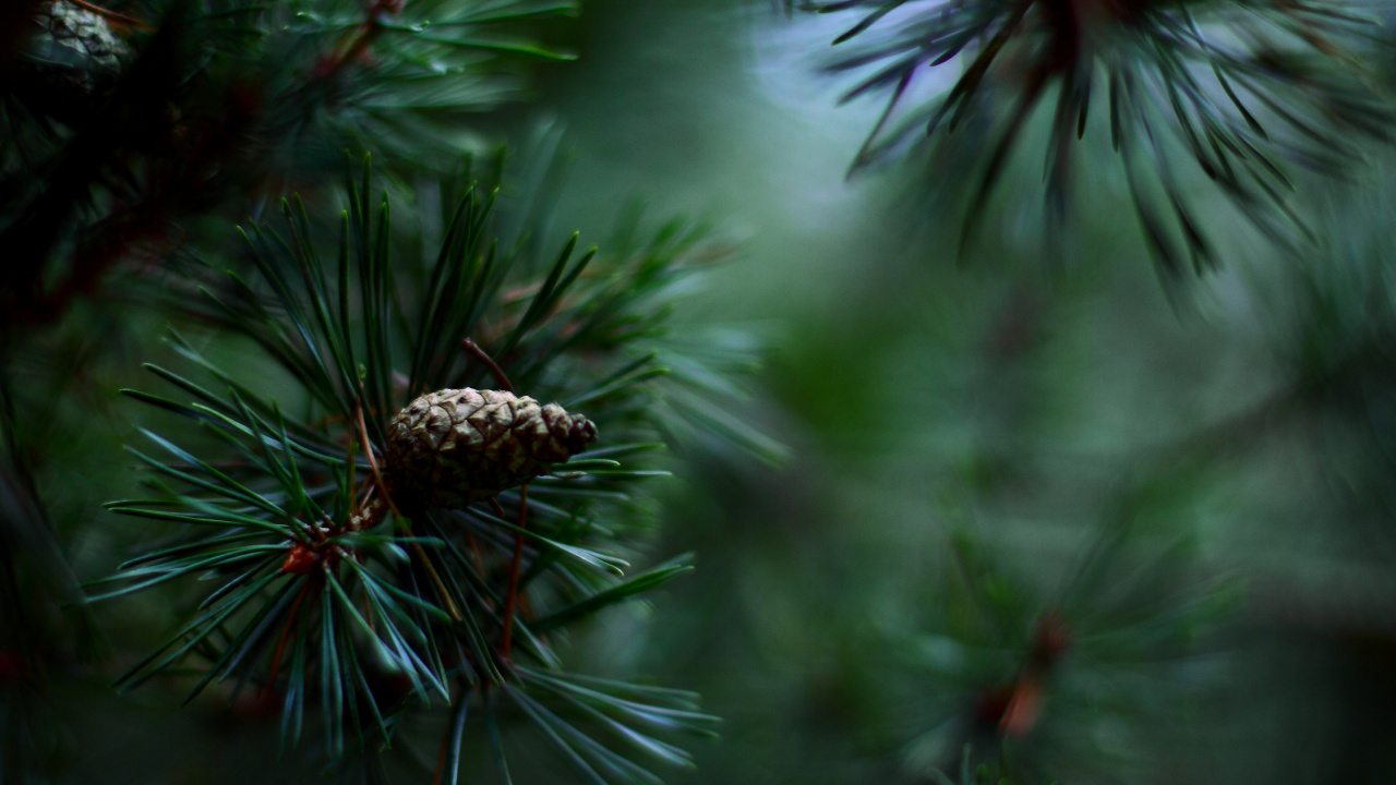 Brown Pine Cone on Green Pine Tree. Wallpaper in 1280x720 Resolution