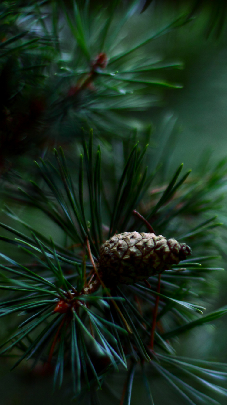 Brown Pine Cone on Green Pine Tree. Wallpaper in 750x1334 Resolution