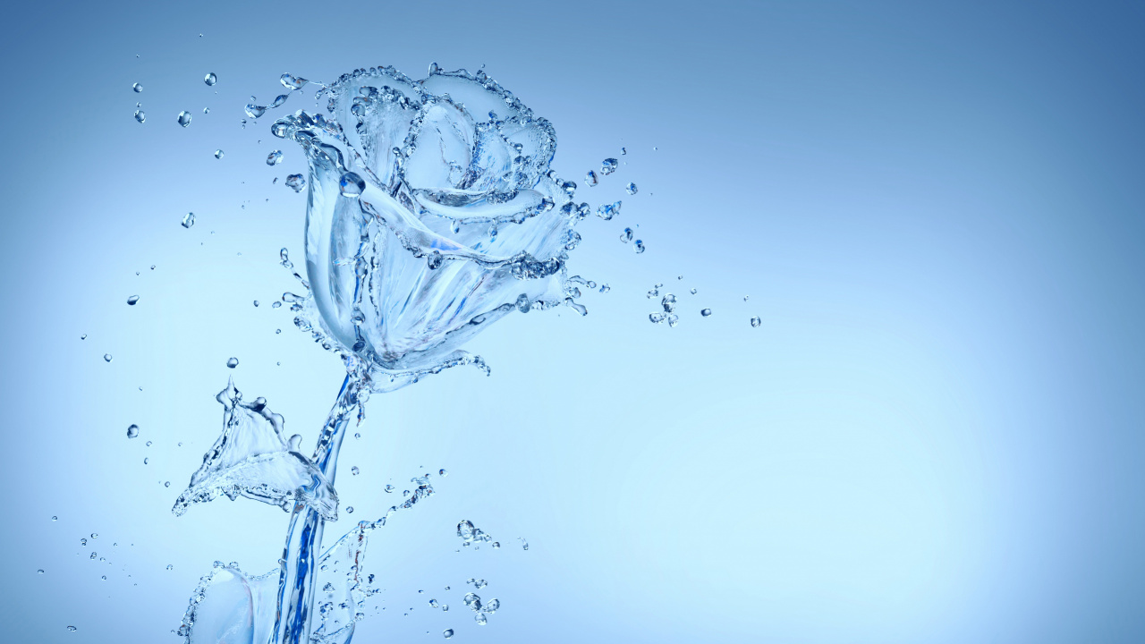 Flower, Water, Liquid, Plant, Branch. Wallpaper in 1280x720 Resolution