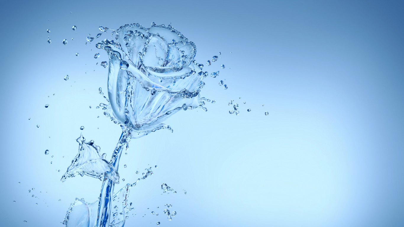 Flower, Water, Liquid, Plant, Branch. Wallpaper in 1366x768 Resolution