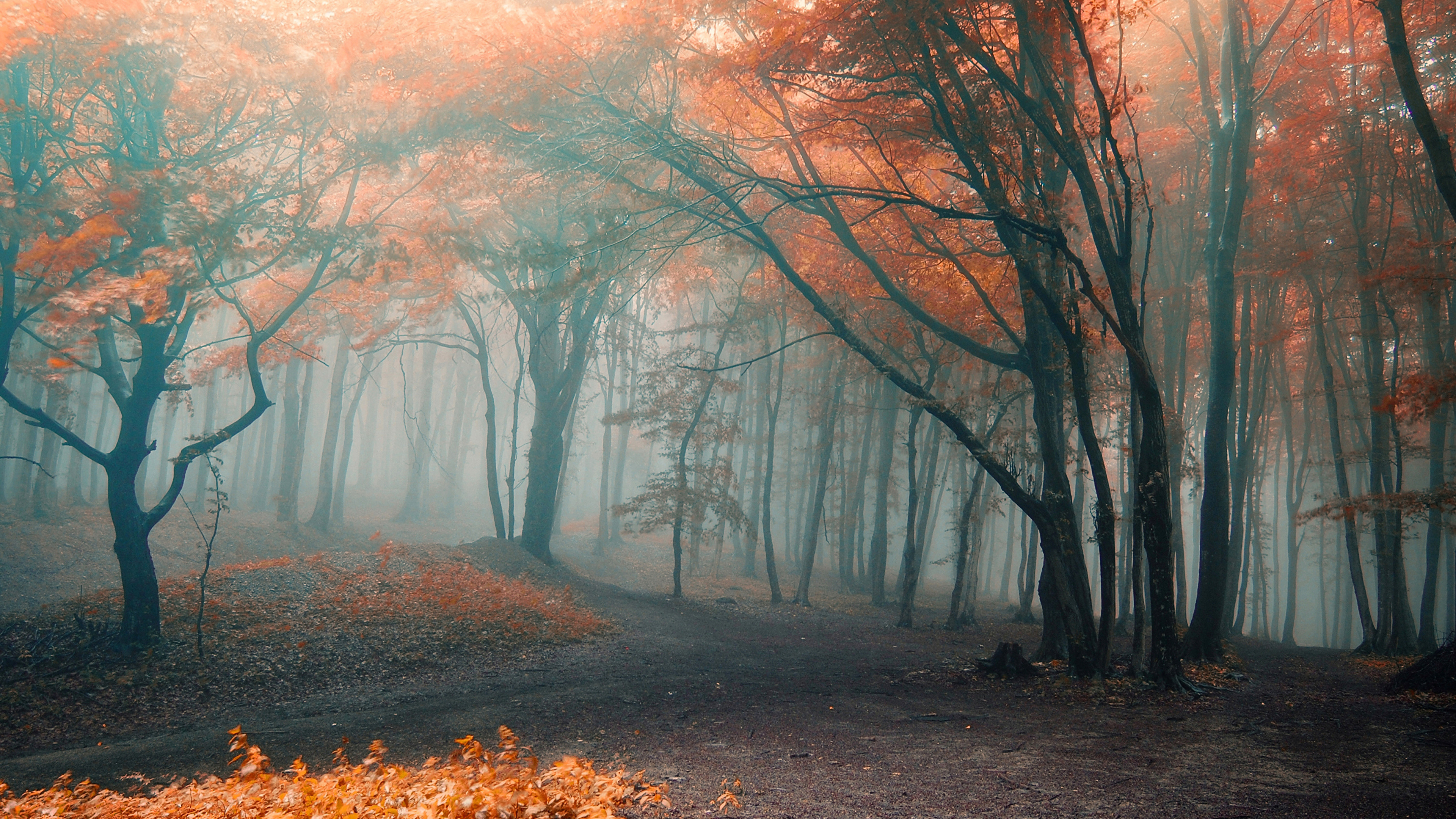 Brown Trees on Brown Field During Daytime. Wallpaper in 3840x2160 Resolution