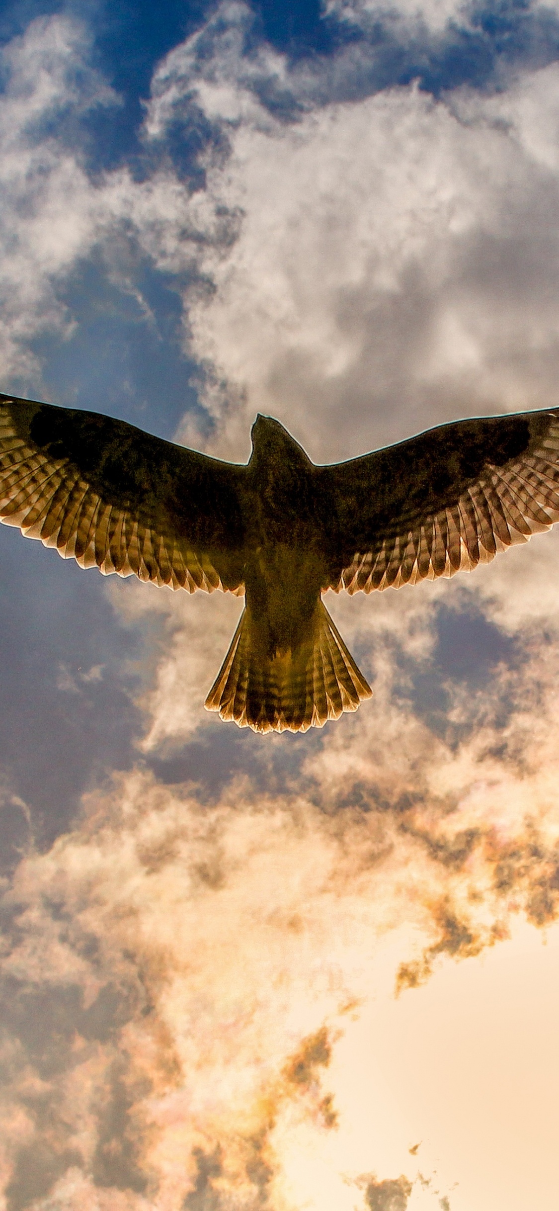 Brown and White Bird Flying Under White Clouds During Daytime. Wallpaper in 1125x2436 Resolution