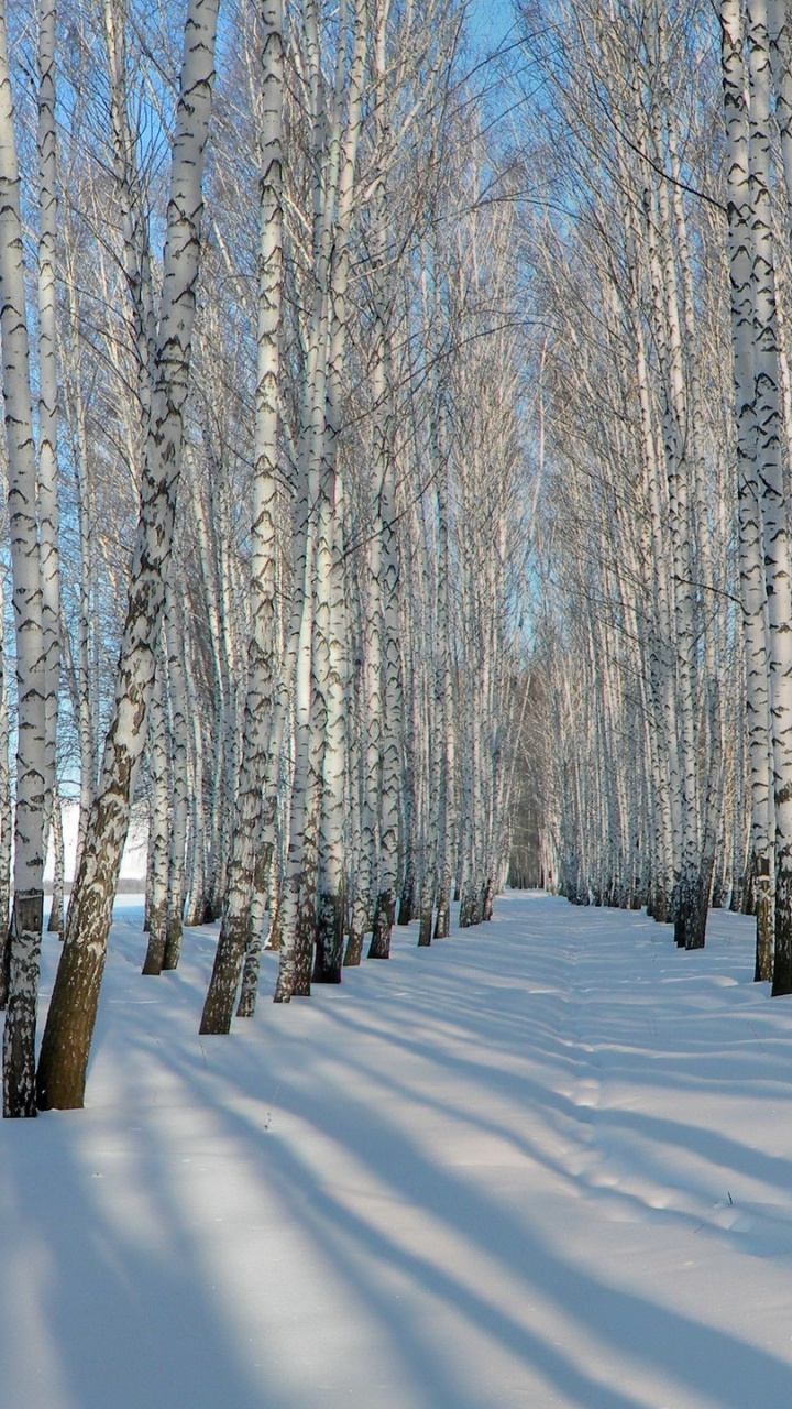 Birch, 冬天, 冻结, 木本植物, 森林 壁纸 720x1280 允许
