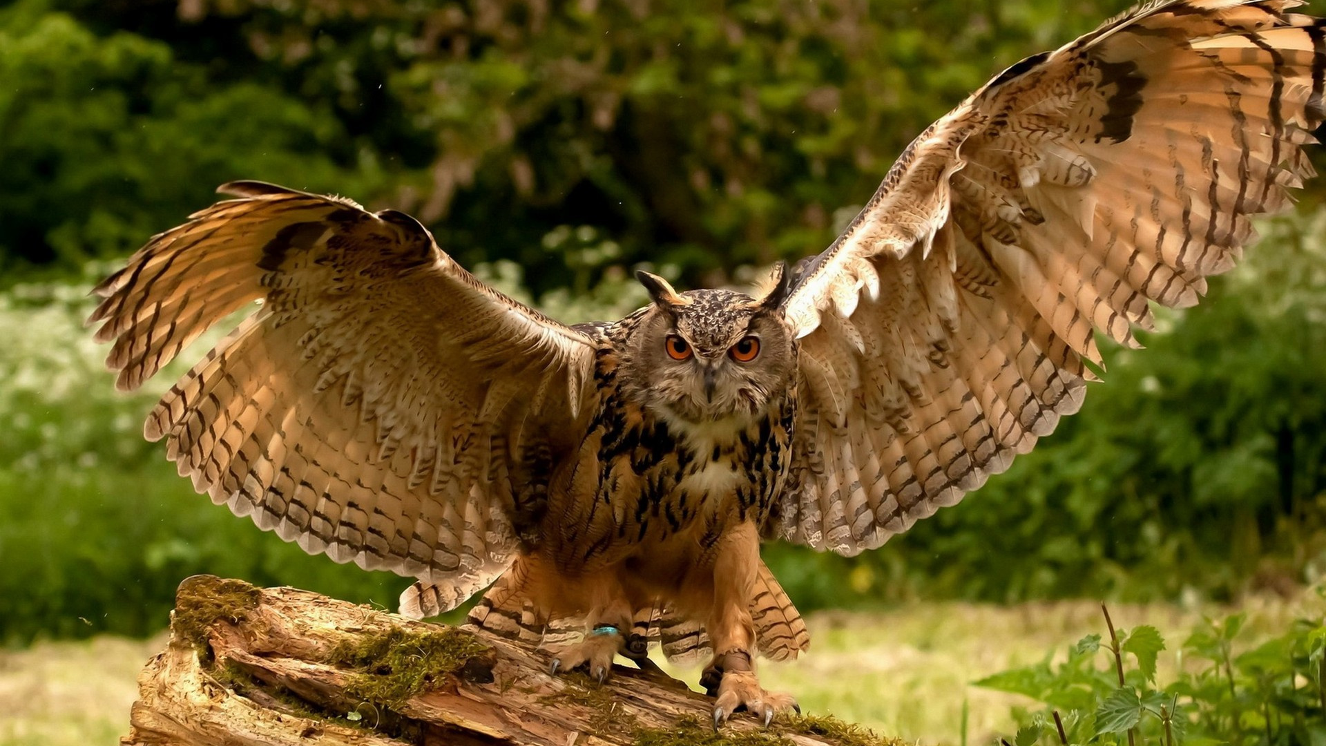 Brown and White Owl on Brown Tree Branch During Daytime. Wallpaper in 1920x1080 Resolution