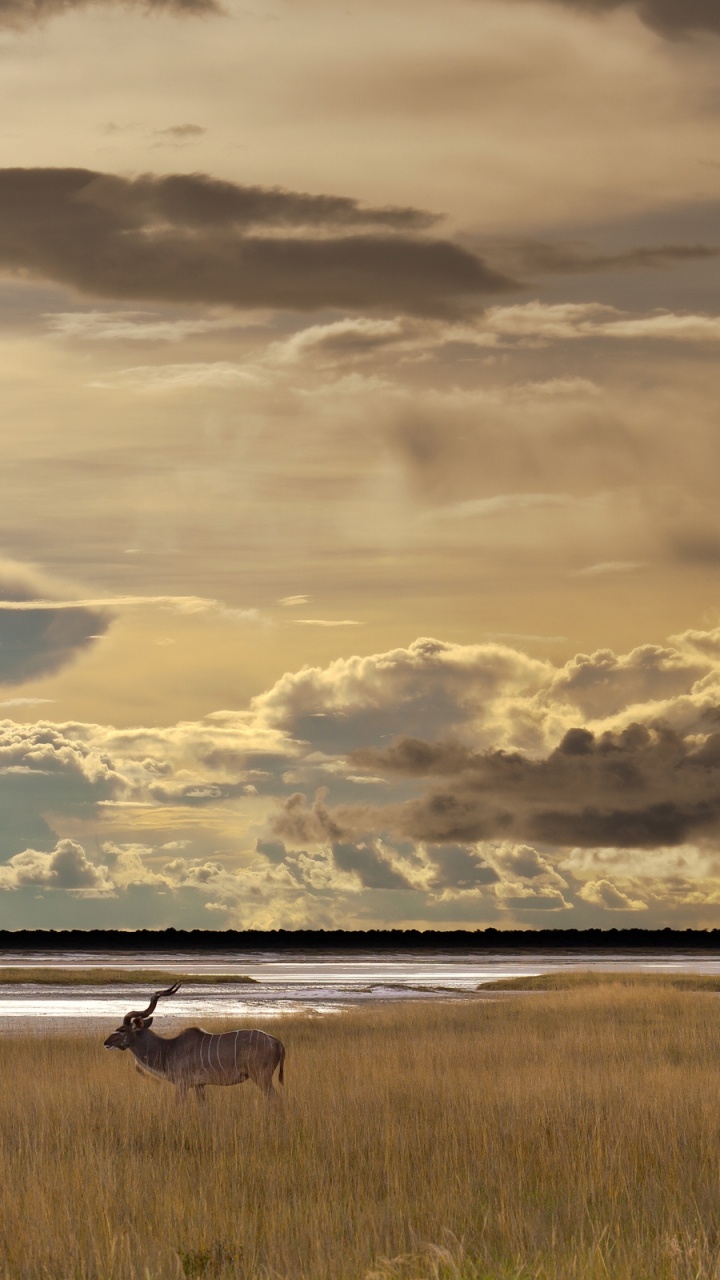 Weiße Und Schwarze Wolken Über Dem Meer. Wallpaper in 720x1280 Resolution