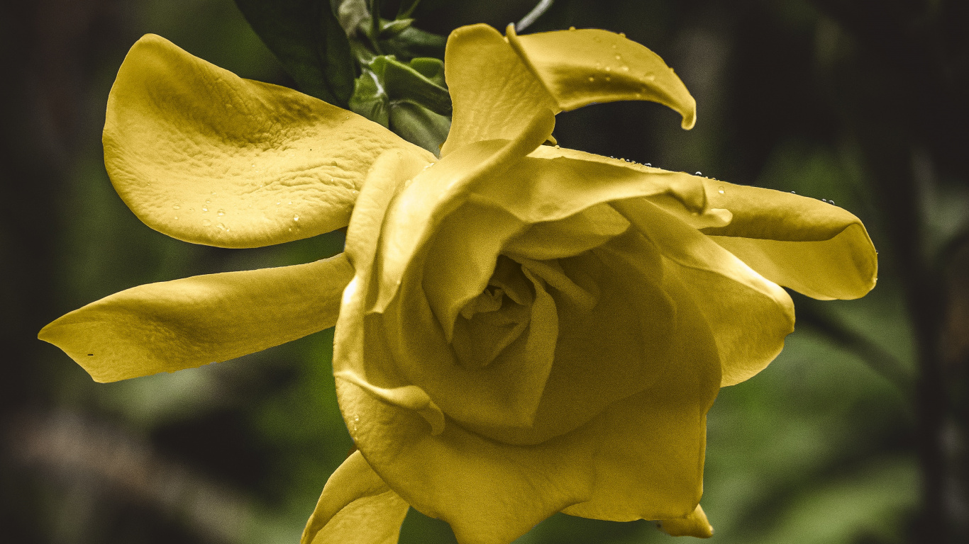 Flower, Flowering Plant, Yellow, Petal, Plant. Wallpaper in 1366x768 Resolution