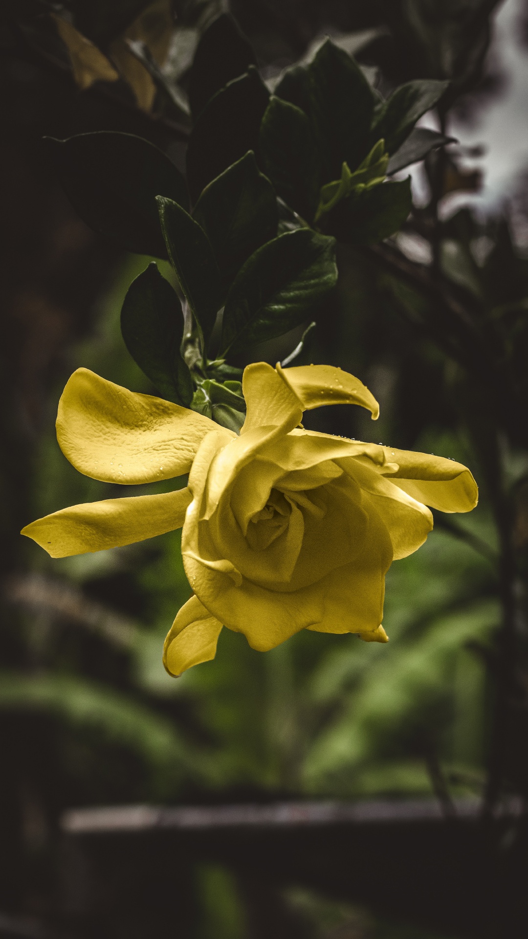 Blühende Pflanze, Gelb, Blütenblatt, Lilie, Close Up. Wallpaper in 1080x1920 Resolution
