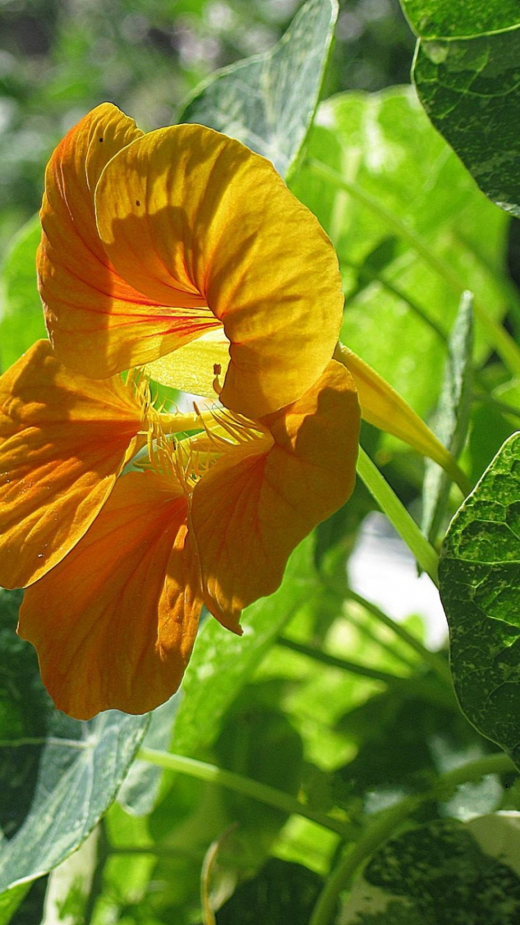 Yellow Flower in Tilt Shift Lens. Wallpaper in 750x1334 Resolution