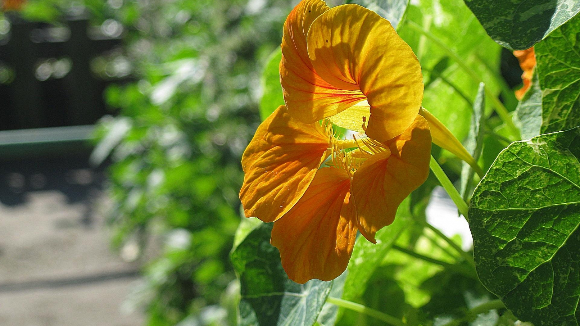 Fleur Jaune Dans L'objectif à Basculement. Wallpaper in 1920x1080 Resolution