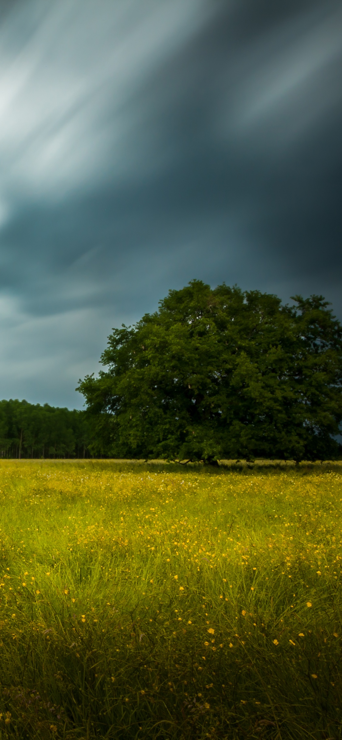 Champ D'herbe Verte Sous Ciel Bleu Pendant la Journée. Wallpaper in 1125x2436 Resolution