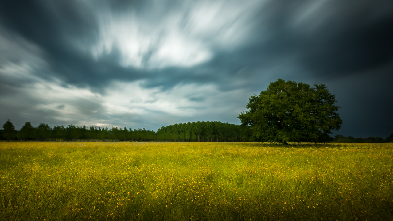 Tagsüber Grüne Wiese Unter Blauem Himmel. Wallpaper in 1280x720 Resolution