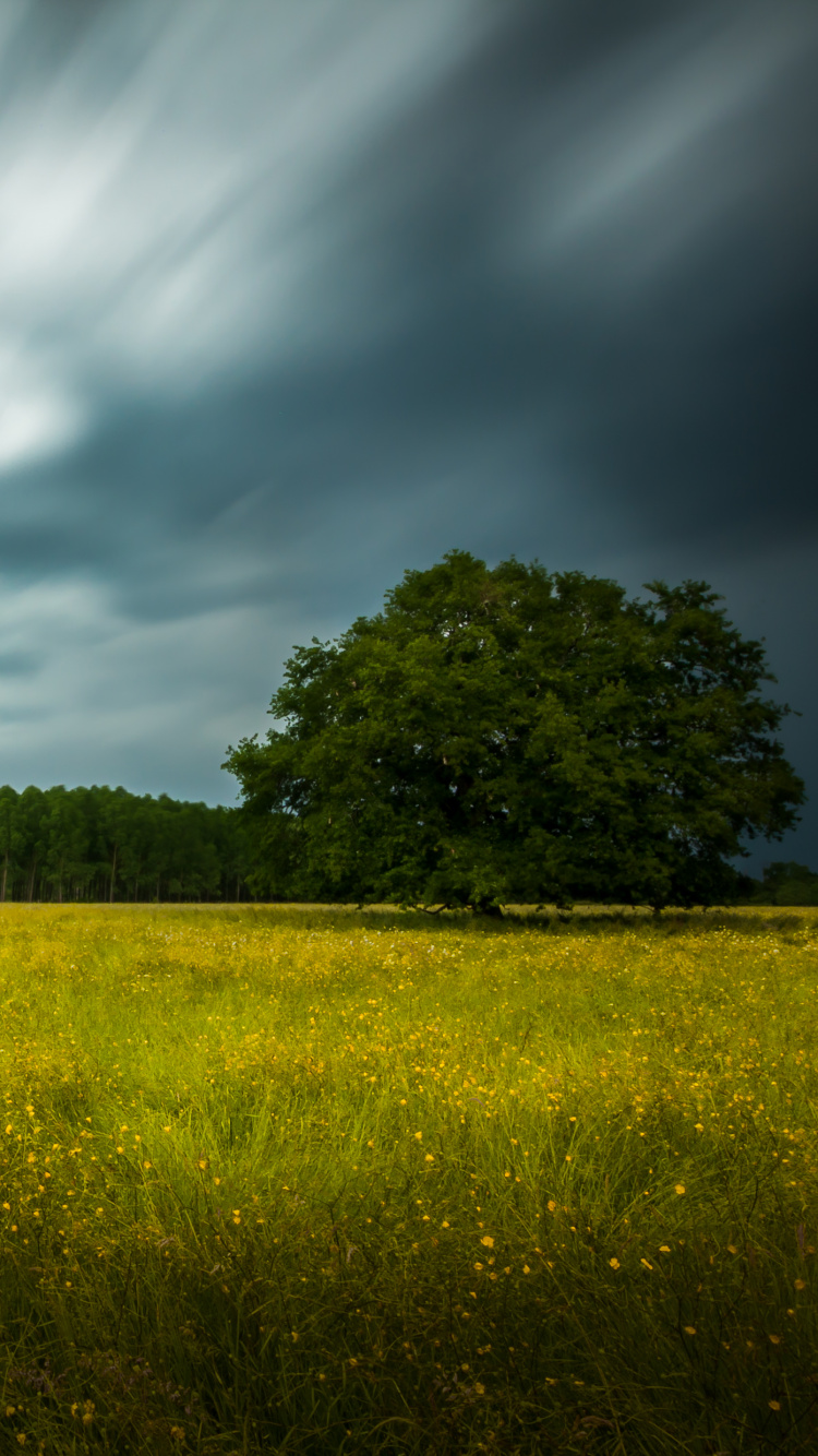 Green Grass Field Under Blue Sky During Daytime. Wallpaper in 750x1334 Resolution