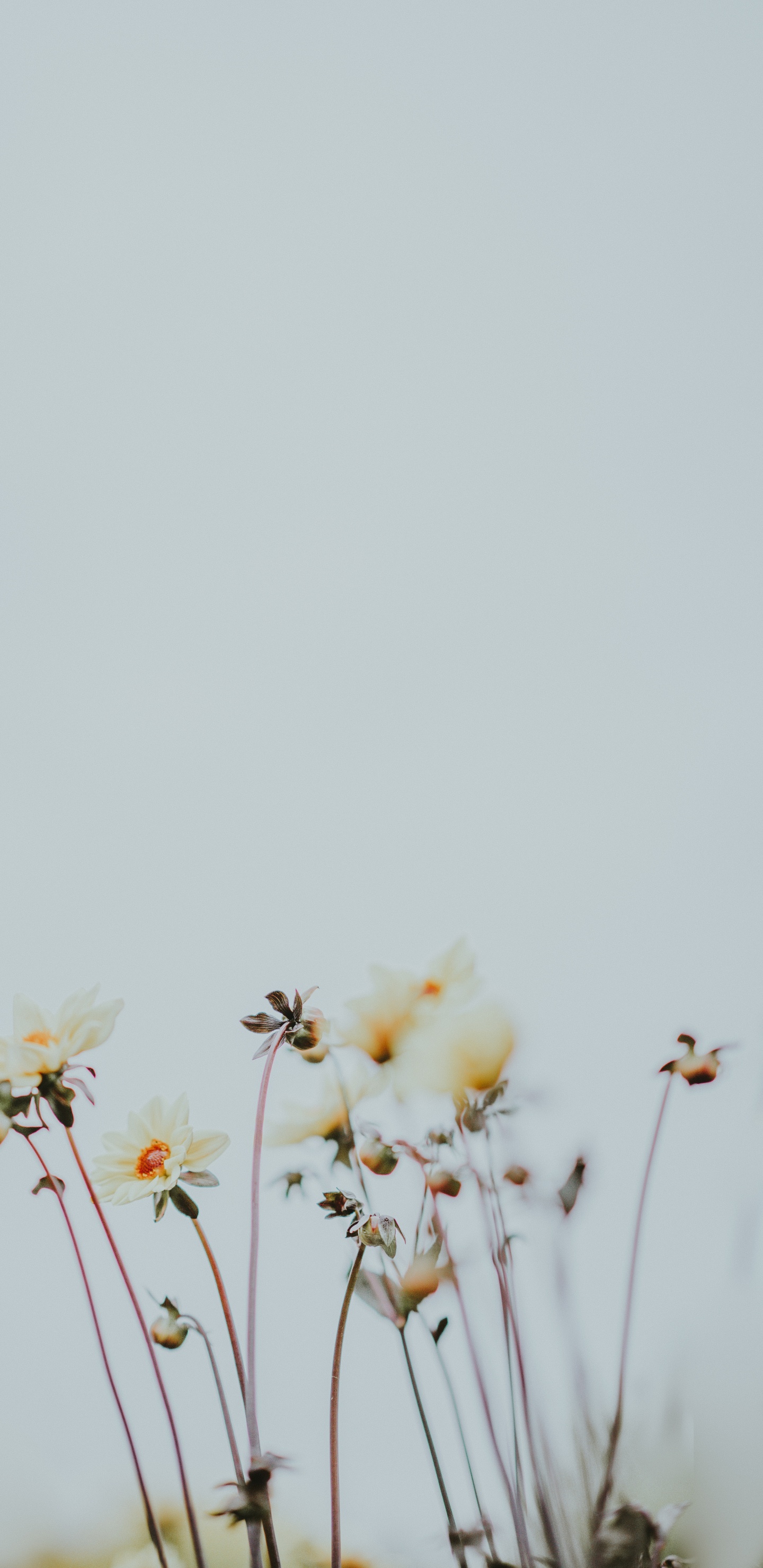 Fleurs Blanches et Jaunes Sous un Ciel Blanc Pendant la Journée. Wallpaper in 1440x2960 Resolution
