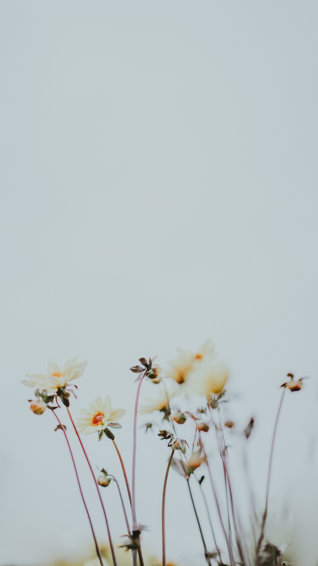 White and Yellow Flowers Under White Sky During Daytime. Wallpaper in 1080x1920 Resolution