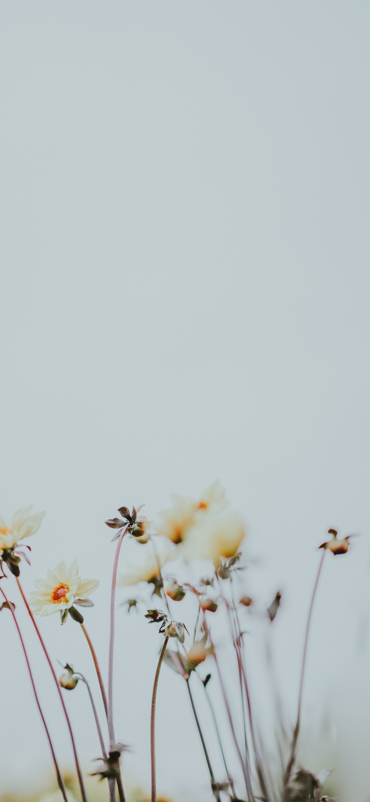 White and Yellow Flowers Under White Sky During Daytime. Wallpaper in 1242x2688 Resolution