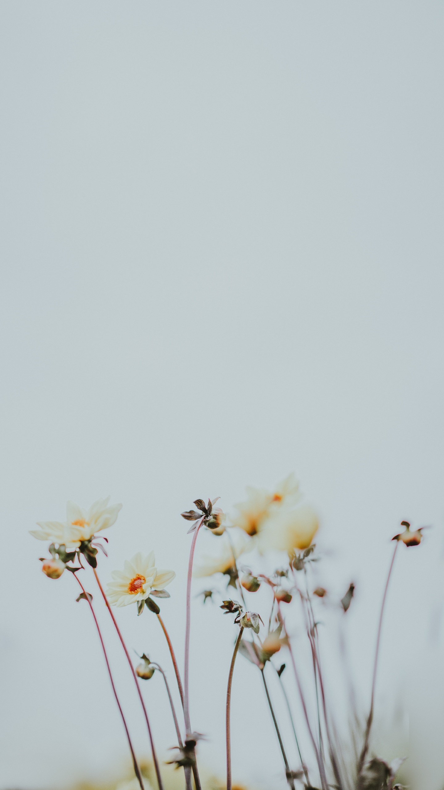 White and Yellow Flowers Under White Sky During Daytime. Wallpaper in 1440x2560 Resolution